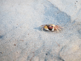 a small crab on the sea sand in the morning