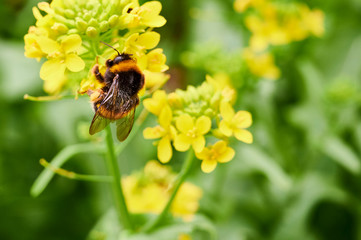 Bombus hortorum