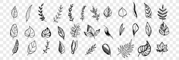Different hand drawn tree leaves set collection