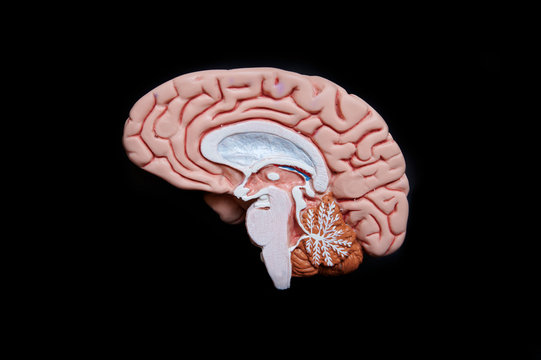 Illustration of the human brain