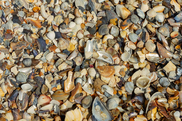 Natural background of shells