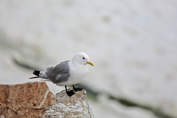 Black-legged Kittiwake - Rissa tridactyla