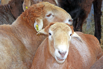 Beautiful lamb on the farm