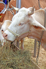 Beautiful cow on the farm