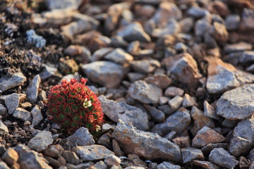 Arctic flowers - Saxifraga cespitosa