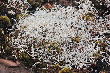 Thamnolia vermicularis is a genus of lichenized fungi: members of the genus are commonly called whiteworm lichens - 332362565