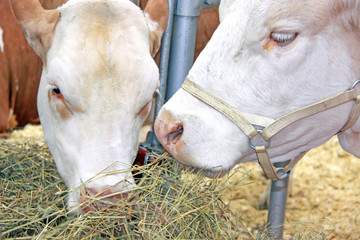 Beautiful cow on the farm
