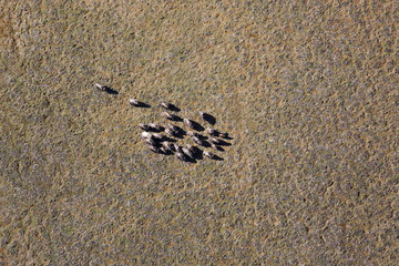 Fototapeta na wymiar A herd of musk oxen in the tundra – aerial view