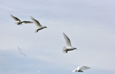 Ivory Gull (Pagophila eburnean) in the Arctic