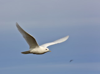 Ivory Gull (Pagophila eburnean) in the Arctic