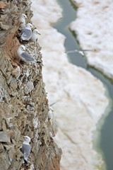 Seagull colony - Black-legged Kittiwake - Rissa tridactyla