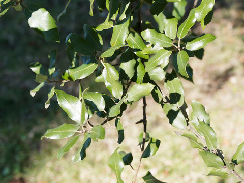 Quercus ilex |  Steineiche oder Gr&uuml;n-Eiche mit Elliptisch und eif&ouml;rmig-lanzettlich Bl&auml;tter mit glatt bis spitz gez&auml;hnt rand