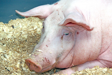 Beautiful pig on the farm
