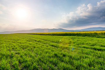Beautiful spring field and mountains