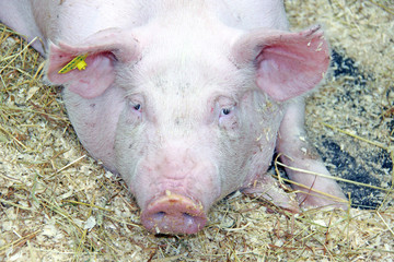 Beautiful pig on the farm
