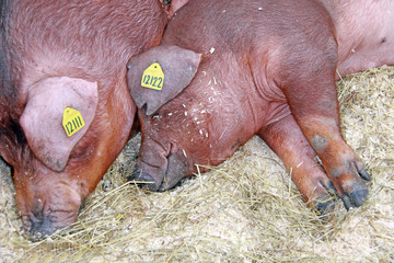 Beautiful pig on the farm