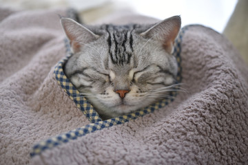 Fototapeta na wymiar お気に入りのブランケットに包まれて眠る猫