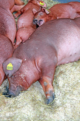 Beautiful pig on the farm