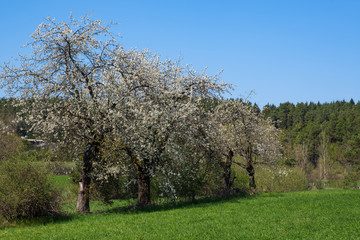 Fototapeta na wymiar Blühende Apfelbäume in der Fränkischen Schweiz/Deutschland
