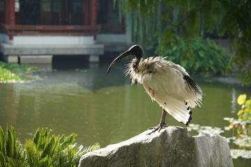 Ibis