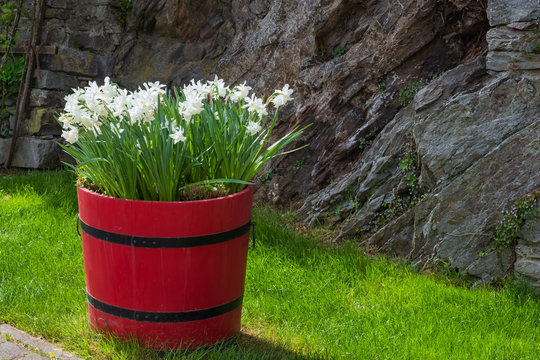 Bl&uuml;hende wei&szlig;e Narzissen in einem Blumenk&uuml;bel