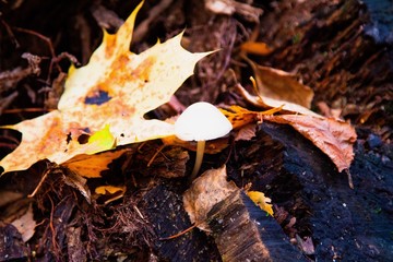 autumn, track, tree, leaves, walk