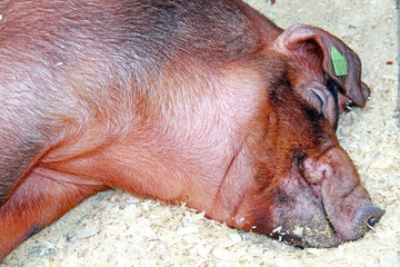 Beautiful pig on the farm