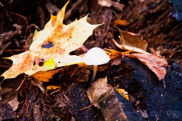 autumn, track, tree, leaves, walk