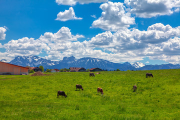 alpine farmland with cows on the green hill 