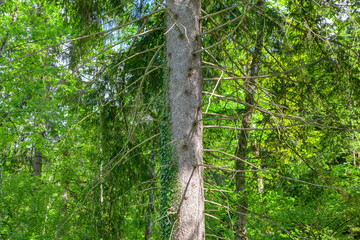 Fototapeta premium сonifer tree with branches in a forest
