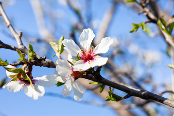 White blossoms of almond, blooming in a garden. Light blue sky background. Closeup.