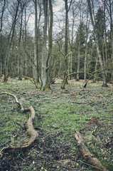 Obraz premium Picture of an old forest, color toning applied.