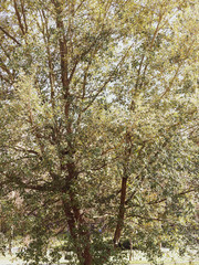 Quercus ilex | Steineiche ein prächtiger und malerische Baum von typisches Mittelmeerlandschaft auch kultiviert im Park und Botanischen Garten