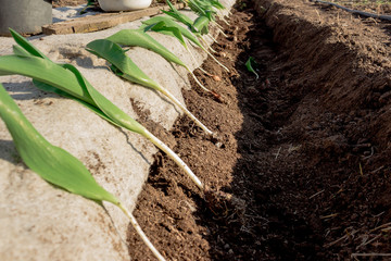 Tulip bulbs in the back garden. planting plants in the soil in spring