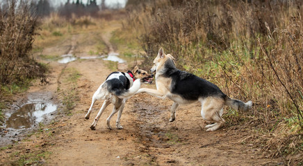 Dogs fighting in autumn field. cloudy day