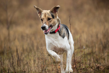 Happy dog running in autumnal countryside. Cloudy day