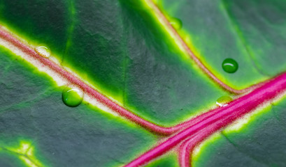 Abstract green background. Macro Croton plant leaf with water drops. Natural backdrop © OLAYOLA