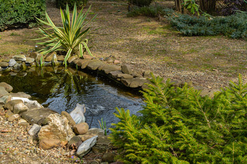 Beautiful yucca Gloriosa Variegata on the shores of  garden pond. Striped sharp leaves adorn landscaped garden. Sunny day in early spring. Nature concept for design. There is place for text.