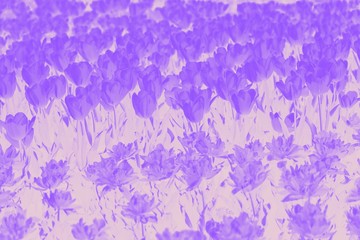 Blooming tulips flowers background. Purple violet gradient background with flower pattern