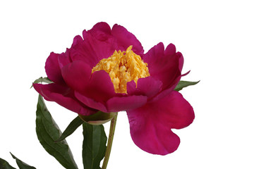 Growing burgundy peony with yellow center
