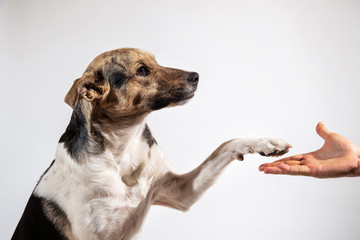 Dog paw and human hand doing a handshake © Alexandr