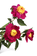 Three burgundy peonies with yellow center. Bouquet isolated on white