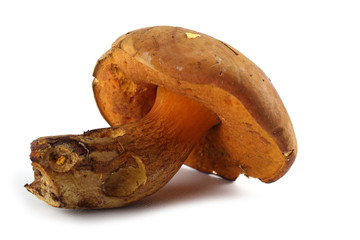 Boletus ferrugineus (Xerocomus spadiceus) mushroom. Delicacy