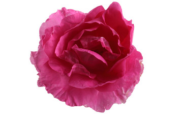 Pink Canadian rose isolated on white
