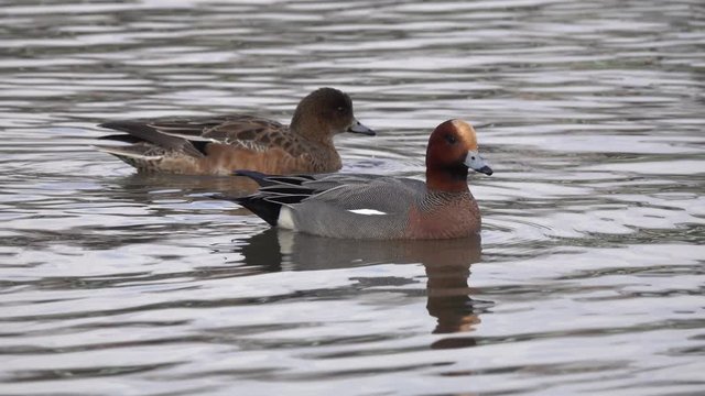 Duck Eurasian Wigeon or Widgeon (Mareca penelope) Duck Family. A pair of wild ducks swim in the water and drive away nearby mallards