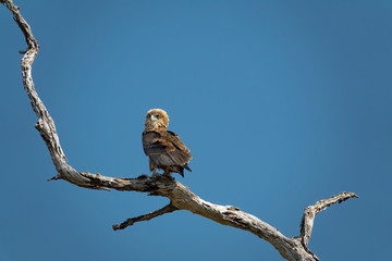 Bateleur eagle on top of dry tree branch looking to the front