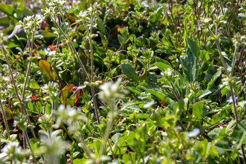 道端のオオイヌノフグリ（春の雑草） Veronica persica