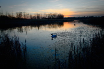 łabędź na spokojnej tafli jeziora o zachodzie słońca. Chorzow Slask, Śląsk Polska. © Tomek