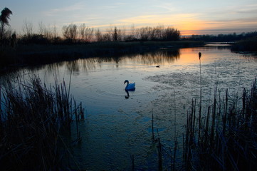 łabędź na spokojnej tafli jeziora o zachodzie słońca. Chorzow Slask, Śląsk Polska. © Tomek
