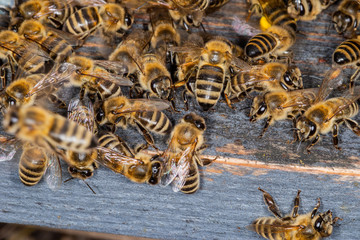 A bunch of bees at the entrance to the hive